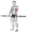 Barbell curl